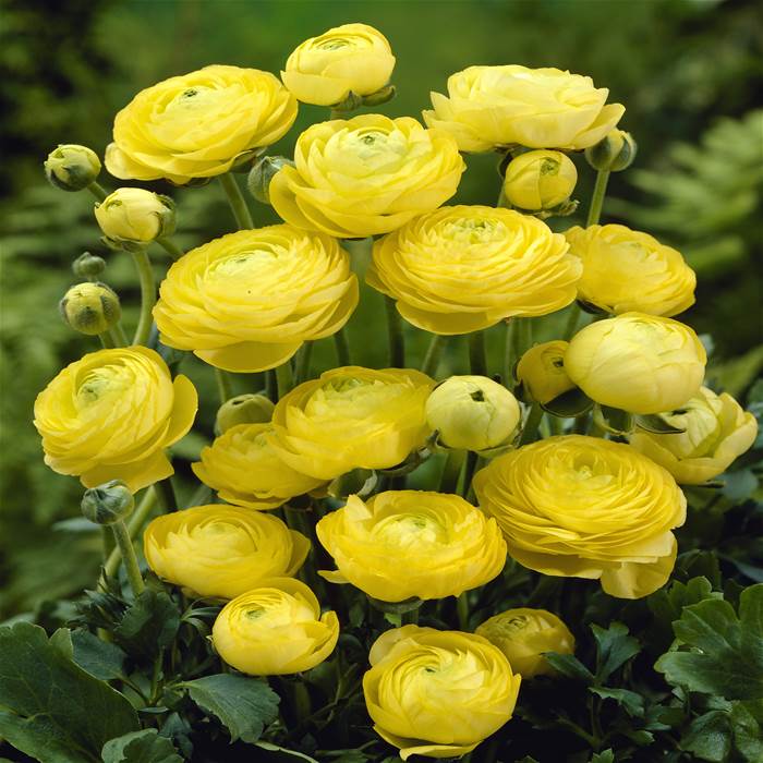 photo of garden buttercup