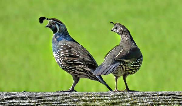 Photo: Male and female quail