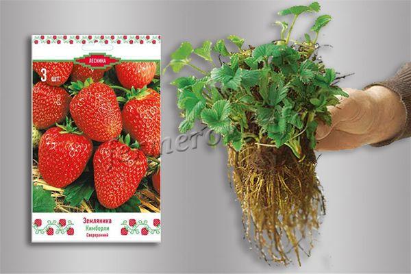 Photo of kimberly strawberry seedlings
