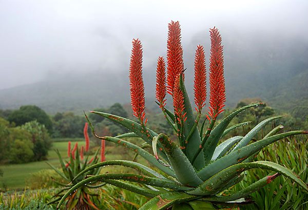 The photo was taken in South Africa - the natural habitat of the awesome aloe.