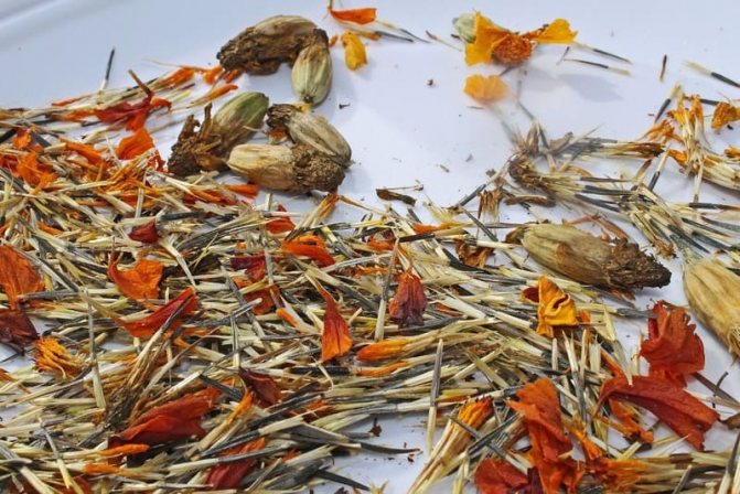 Photo of marigold seeds