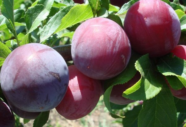 Photo d'une variété de prune Renclode Altana