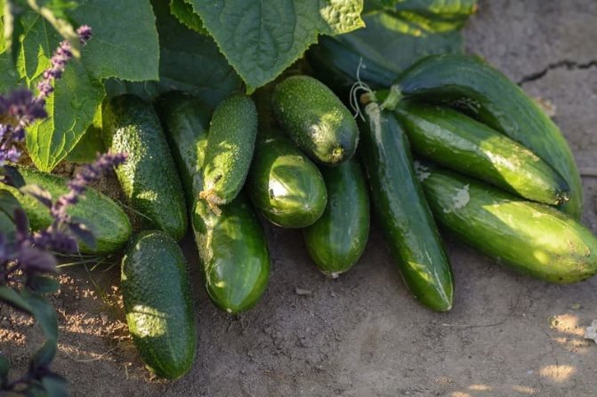 Photo of harvested cucumbers
