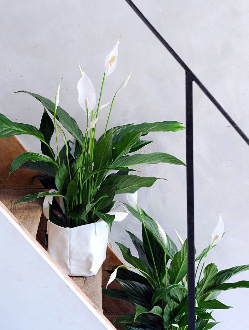 Photo of spathiphyllum on the stairs