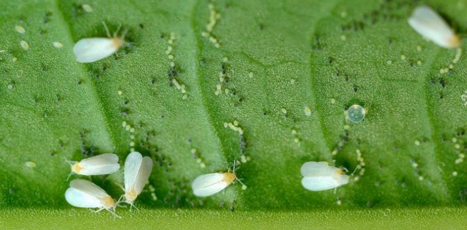 photos des stades de développement des insectes