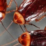 photos of cockroaches