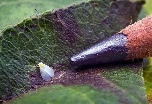 Photo of a greenhouse whitefly on an indoor plant