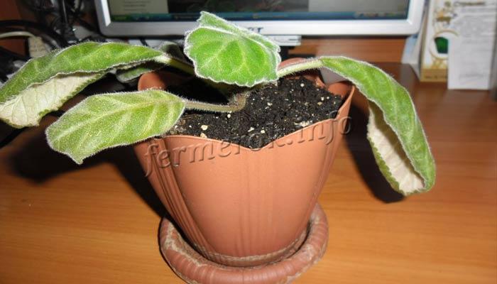 Photo of the Gloxinia flower leaves curl
