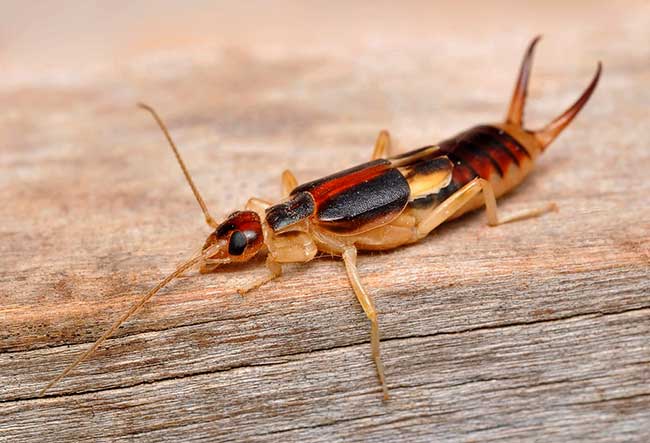 Photo of an earwig (two-tailed)