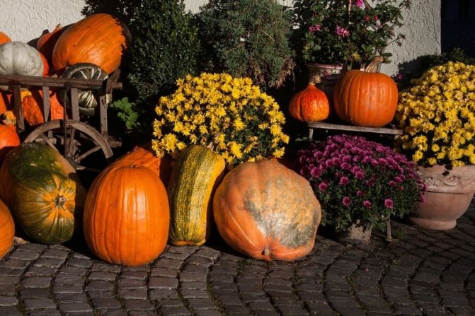 Photo of pumpkin harvest