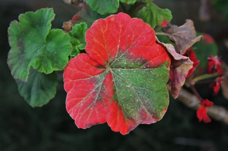 Photo of a withering geranium