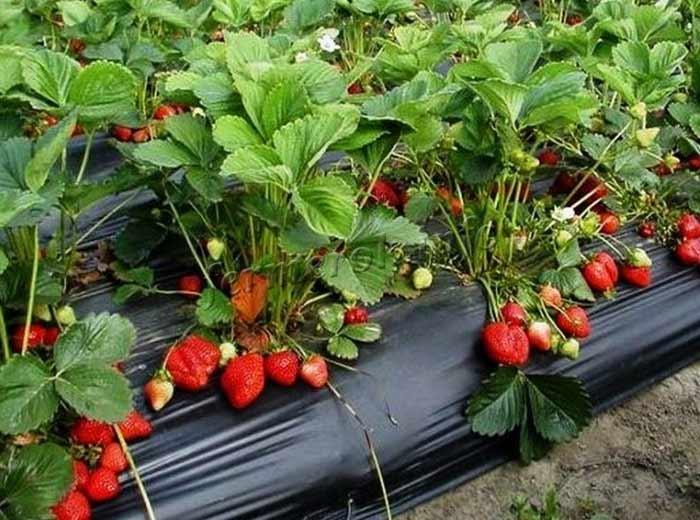 Photo of cultivation of a variety of strawberries Asia