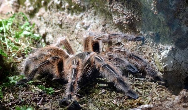 Foto: tarantula de păianjen otrăvitor