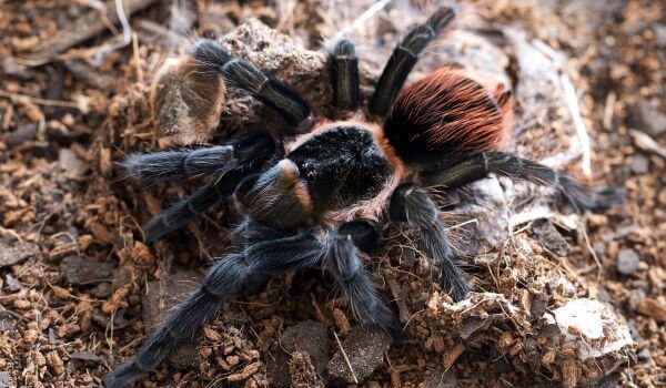 Снимка: отровен паяк тарантул