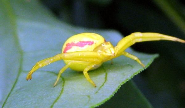 Снимка: отровен жълт паяк