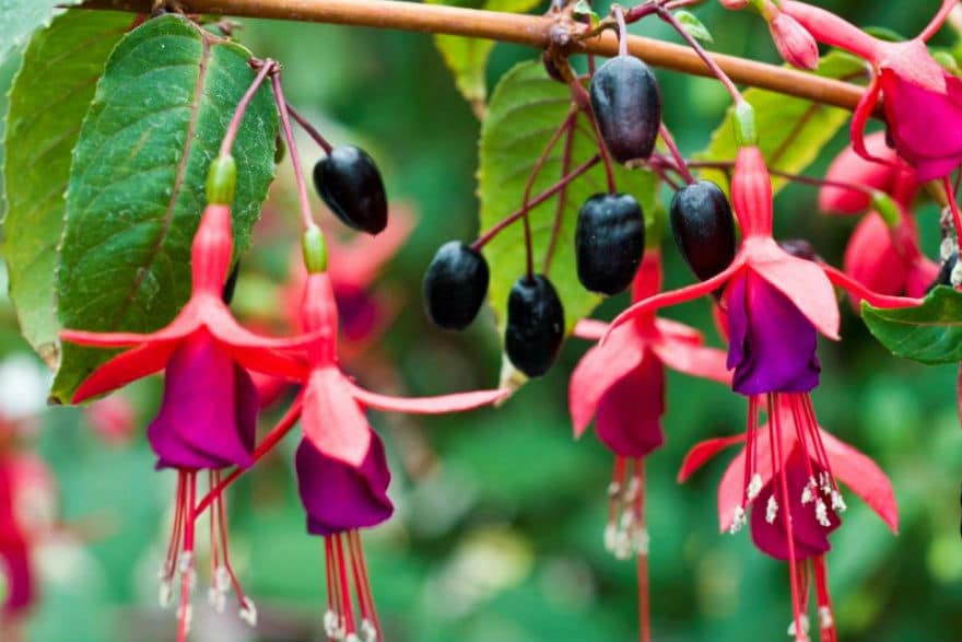 Photo of fuchsia berries