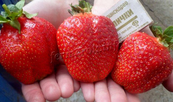 Larawan ng mga strawberry variety ng Asya