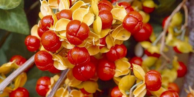 photo: Berries of woodworm