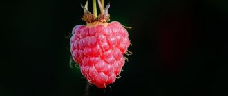 Photo of raspberries