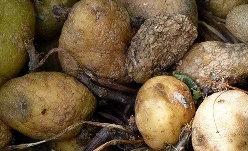 foto av frysta potatisar