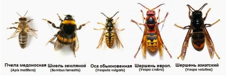 снимки на жилещи насекоми