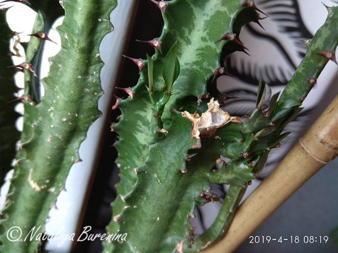 Larawan ng mga bagong dahon sa naka-ugat na milkweed euphorbia trigona.