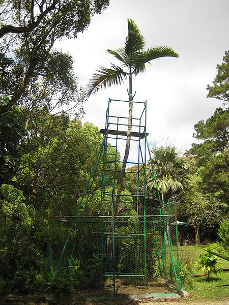 Foto av den sista, sällsynta palmträdet - Hyophorbe amaricaulis i Curepipes botaniska trädgård i Mauritius.