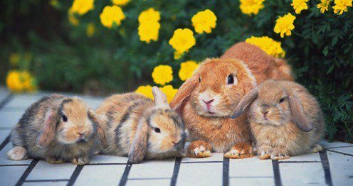 Снимка на седящи зайци