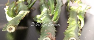 Foto av sticklingar av trihedral milkweed.