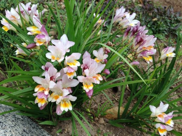 Freesia cultivation features