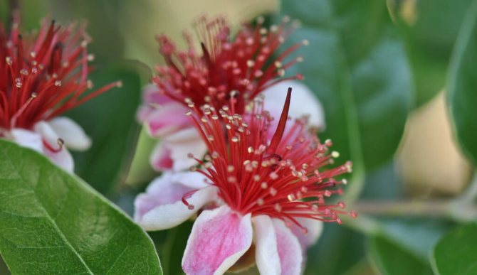 Feijoa fruit - flowering photo