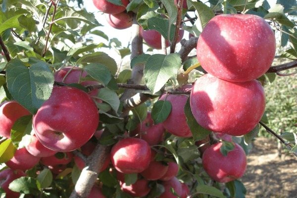 Fuji äppelträd: beskrivning