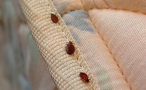"Fufanon" para sa mga bedbugs: paglutas ng problema mula sa unang paggamot