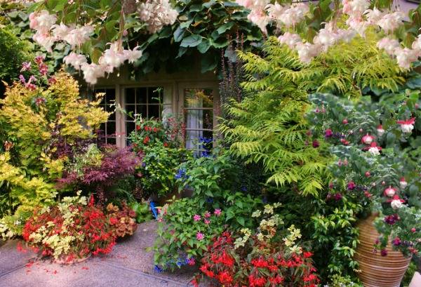 Fuchsia este potrivit pentru cultivare ca cultură de grădină ornamentală, astfel încât planta cu flori este utilizată pe scară largă în proiectarea peisajului