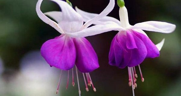 fuchsia cultivation and care at home