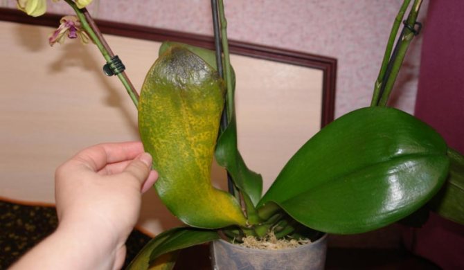 "Fundazol" за орхидеи