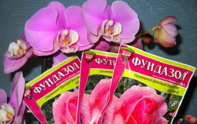 Fundazol се използва само в течна форма за лечение на орхидеи. Категорично не се препоръчва да се изсипва сух прах в основата.