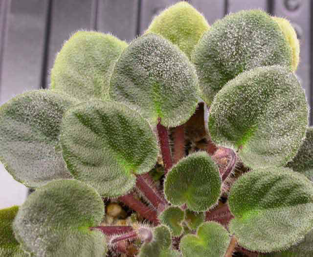 Violetele Fusarium