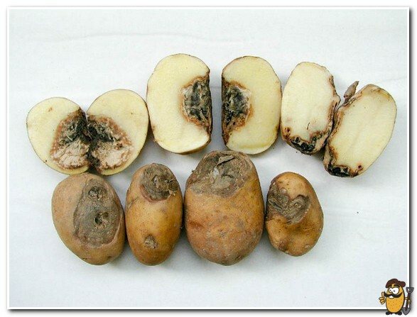 фузариум картоф
