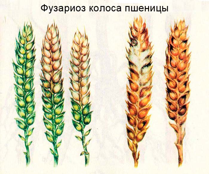 Pšenice Fusarium
