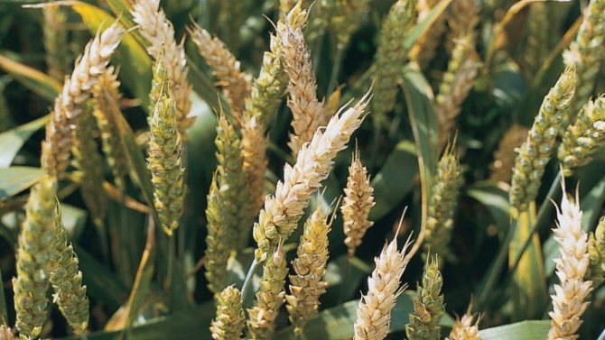 Fusarium wheat