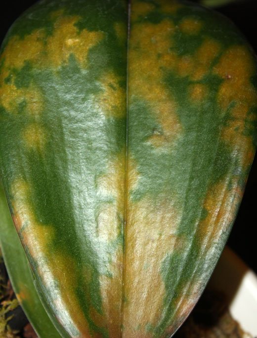 fusarium гниене по листата на фаленопсис