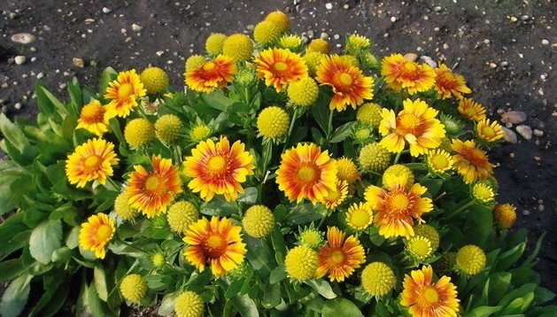 Gaillardia arizona apricot yellow arizona apricot Sowing for seedlings cultivation and care