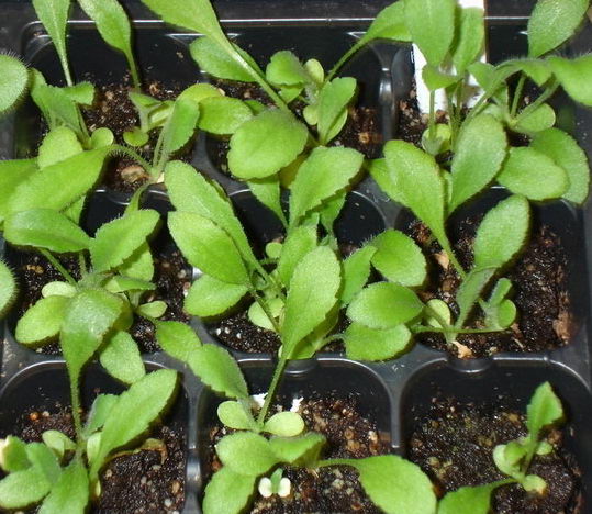 Gaillardia växer från frön när man planterar plantor foton