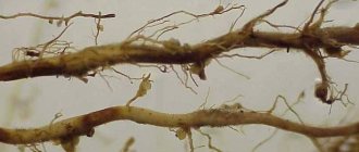 Gall nematode (root) / Meloidogyne