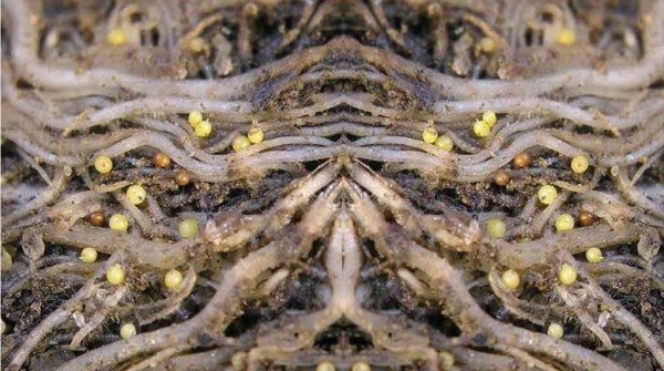 Gall nematode: causes, methods of control