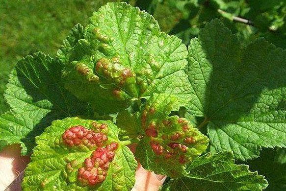 gall aphid on red currant