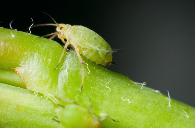 Gall aphid