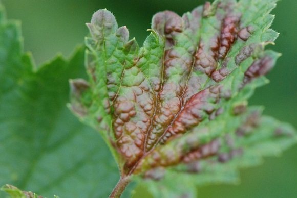 gall aphid