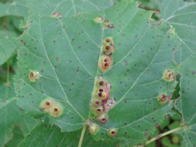 Gall mite on a leaf